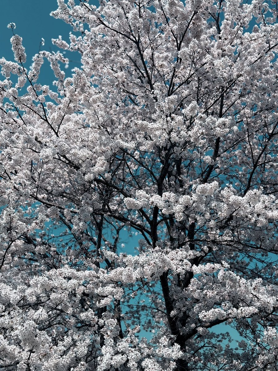 Joey@Joseph F. Tribbiani🇯🇵 tweet media