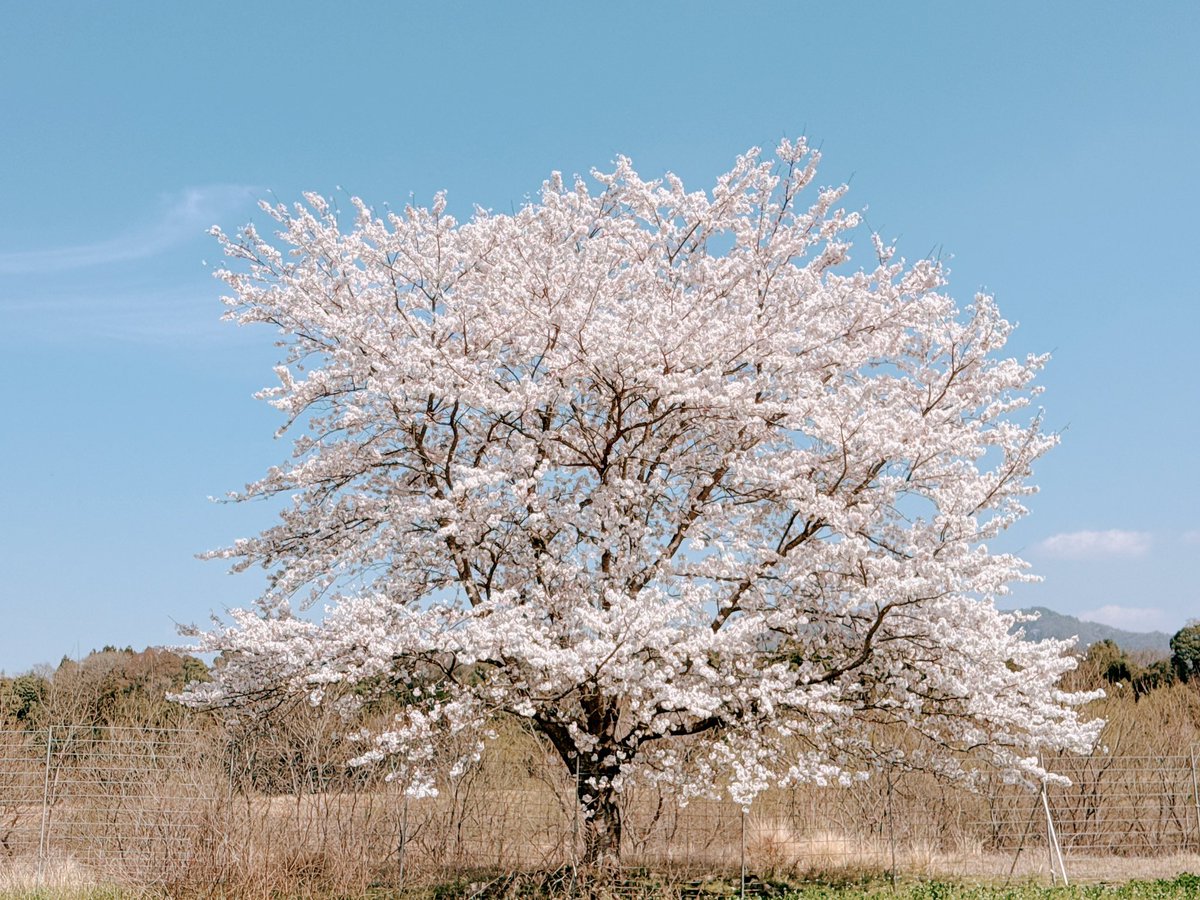 Joey@Joseph F. Tribbiani🇯🇵 tweet media