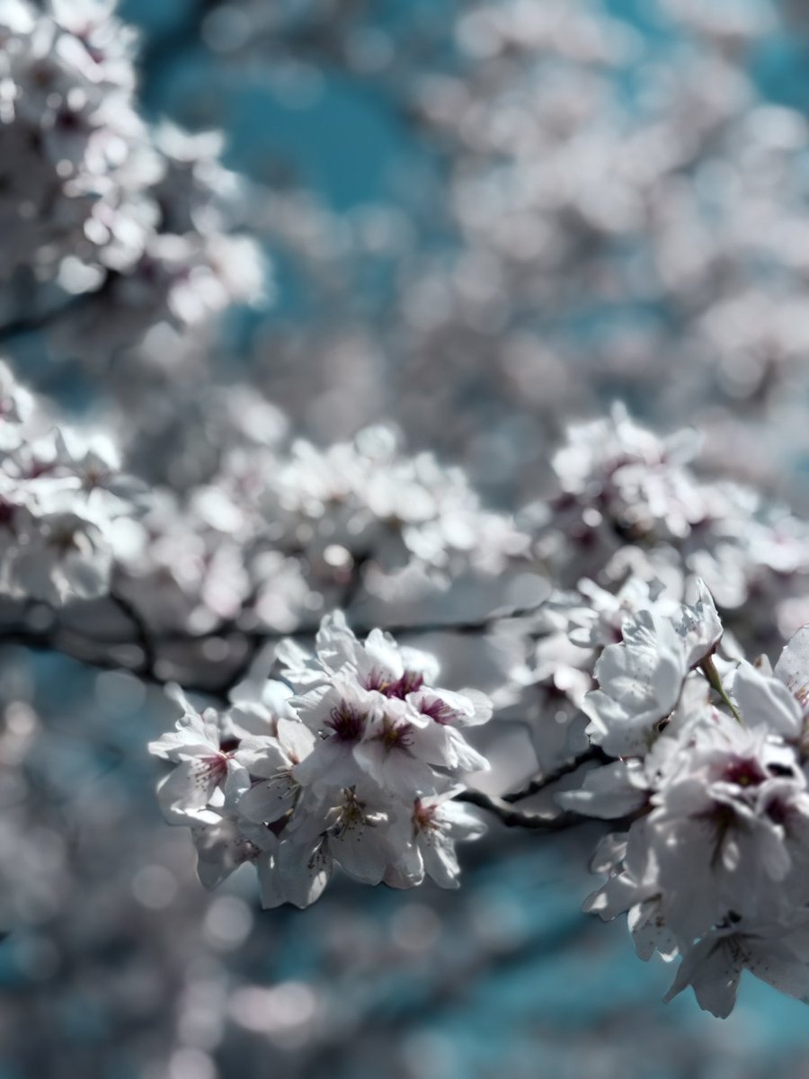 Joey@Joseph F. Tribbiani🇯🇵 tweet media