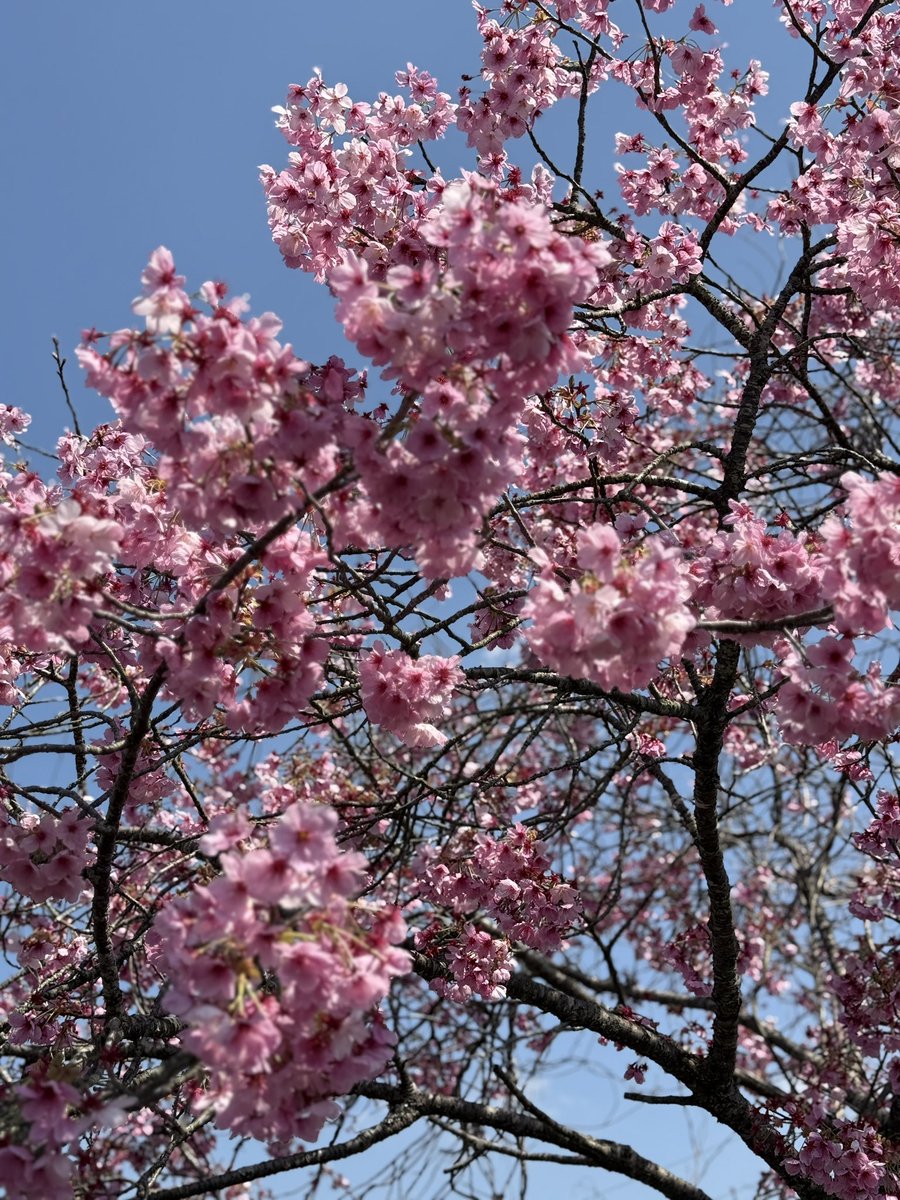 Joey@Joseph F. Tribbiani🇯🇵 tweet media