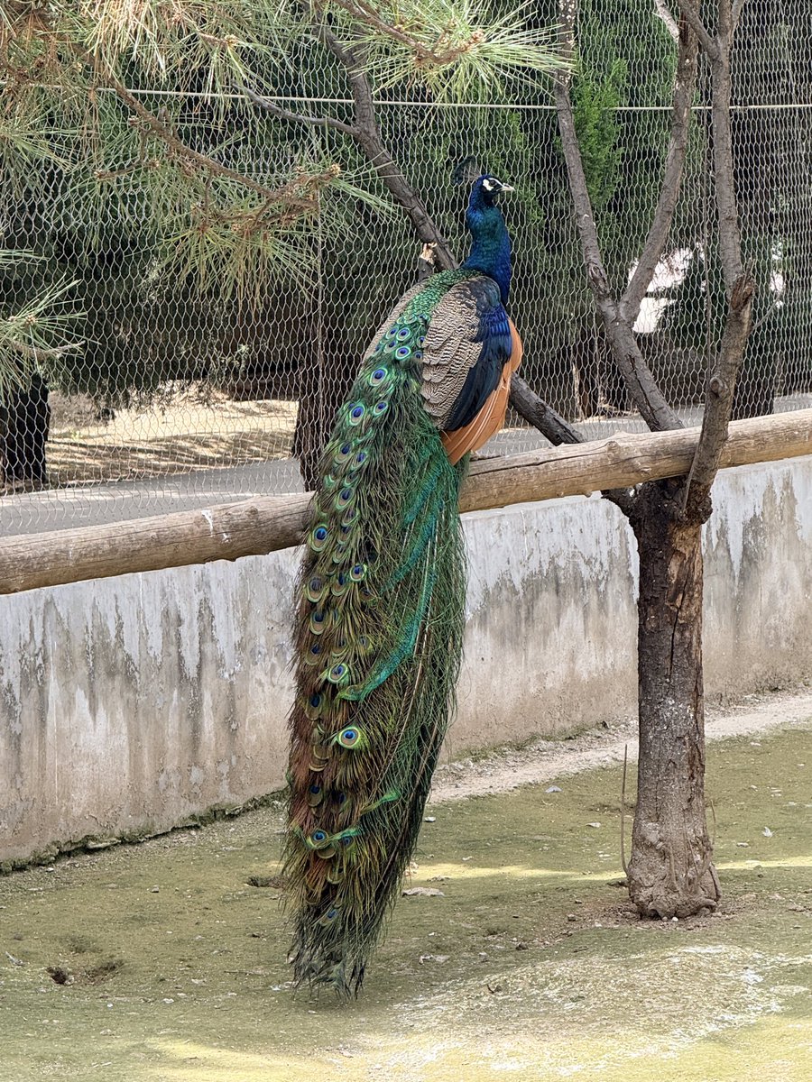 Elaine-yang tweet media