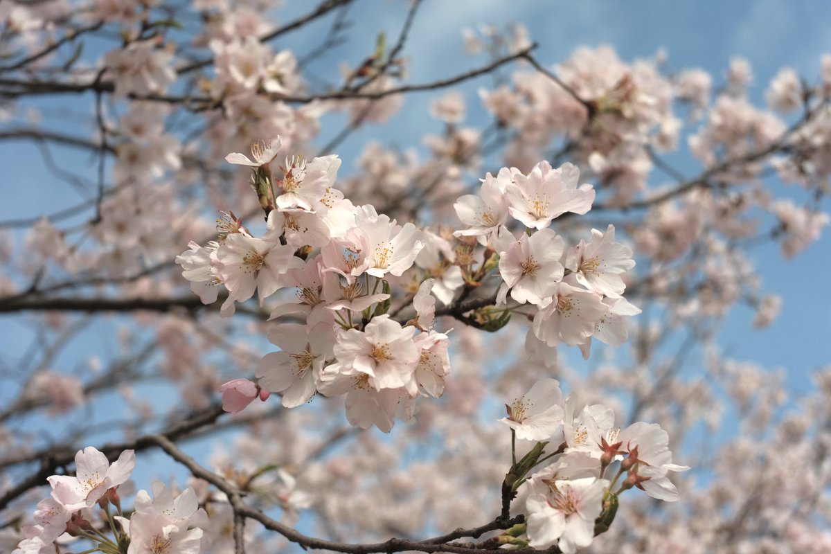 天気も良く、上手いこと撮影できた。
camera:X-A2
lens:AF 28mm F4.5 XF