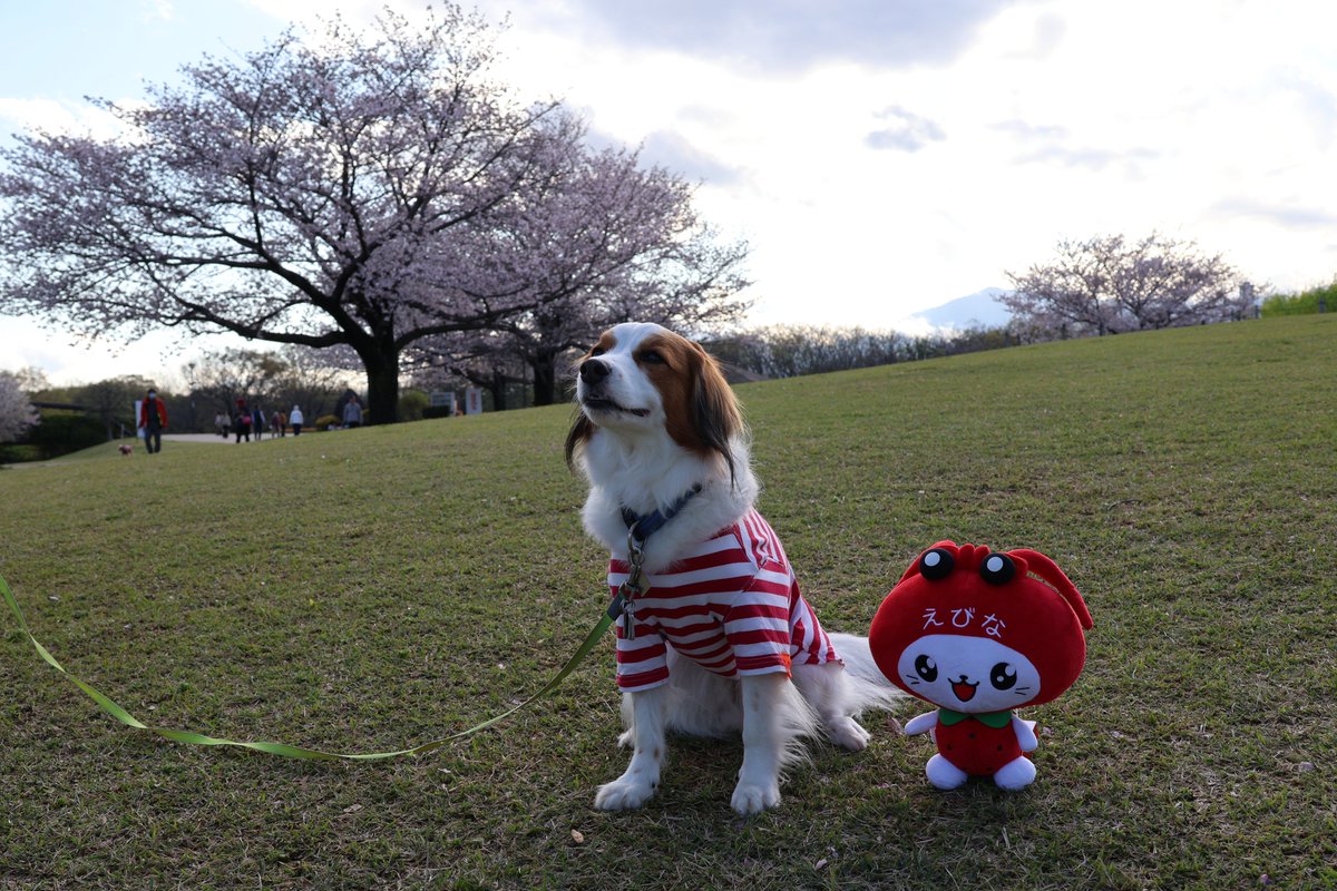 海老名市えび~にゃ🍓【公式】 tweet media