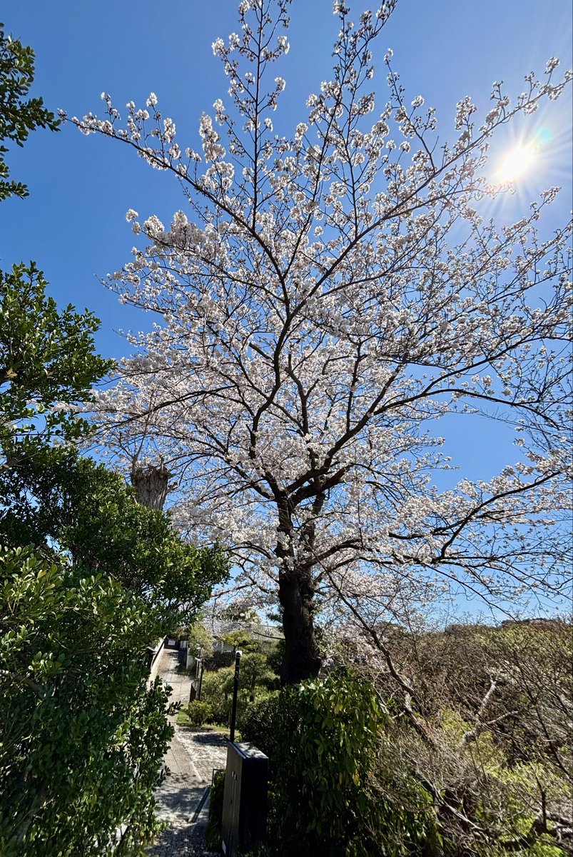 ある　しゃらん tweet media