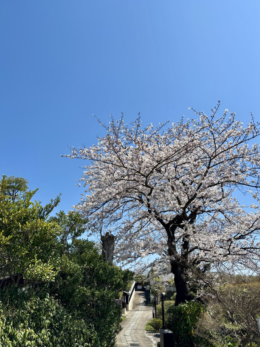 ある　しゃらん tweet media