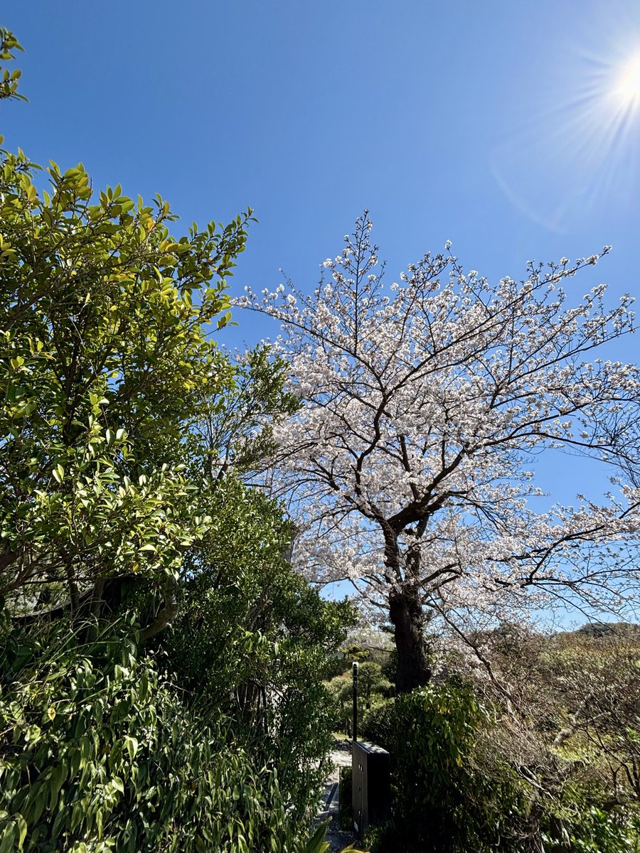 ある　しゃらん tweet media