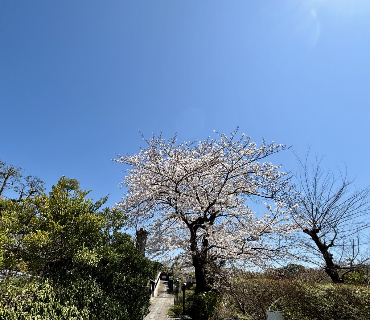 ある　しゃらん tweet media