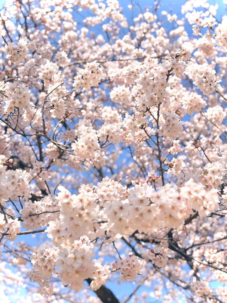 ここね tweet media