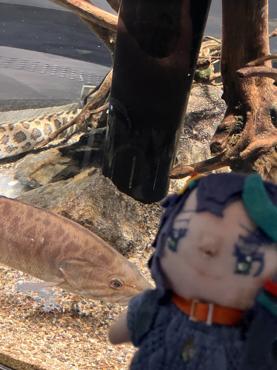 imEarth0531's tweet photo. I went to a freshwater fish aquarium with Guppy-chan Nui #Gupcore https://t.co/WTWbZJxjem