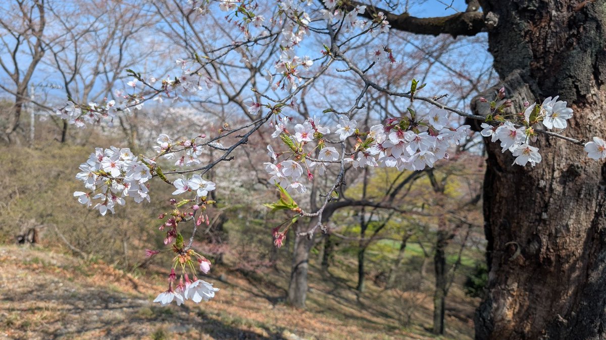 パグヤンキー tweet media