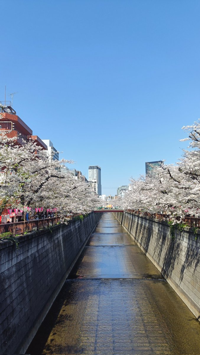 はかせ tweet media