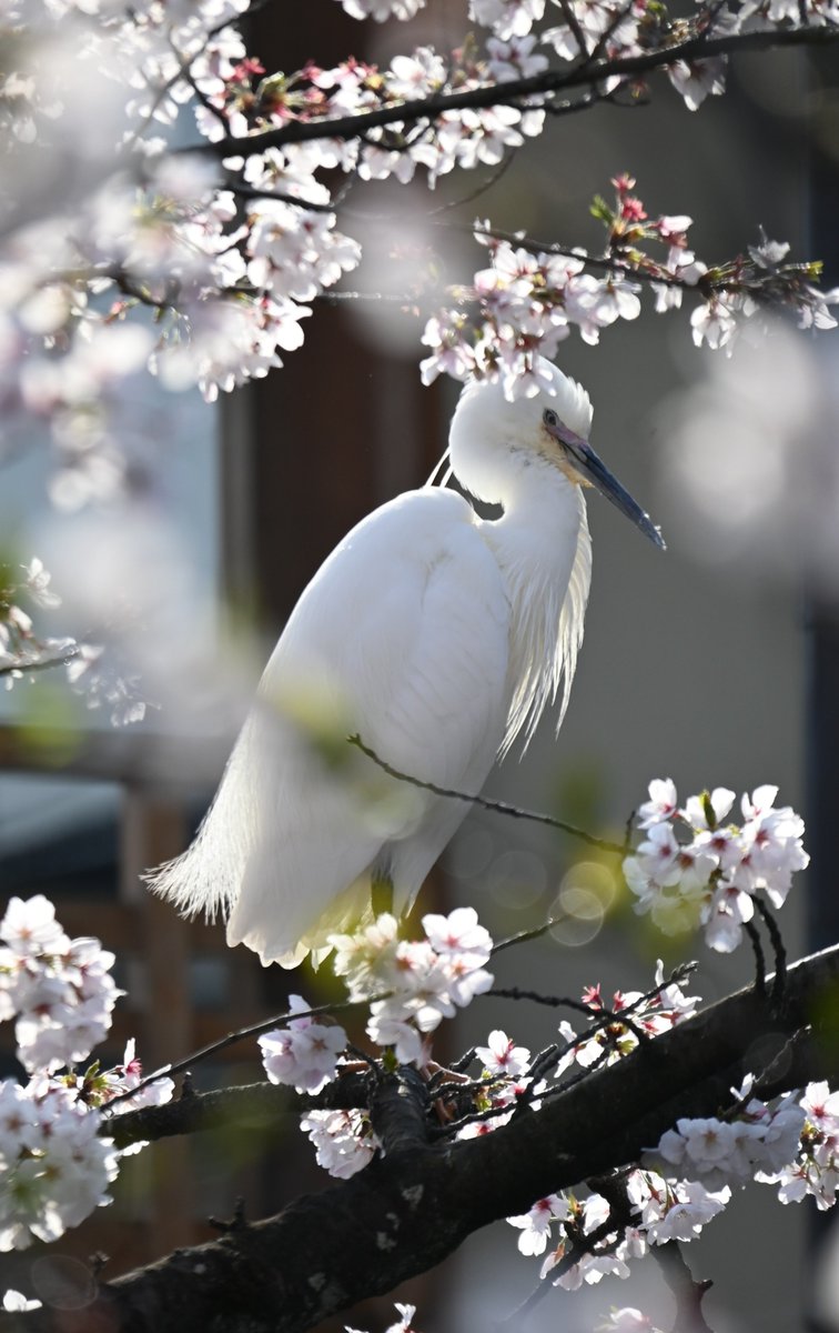 MKタクシー🚕 tweet media