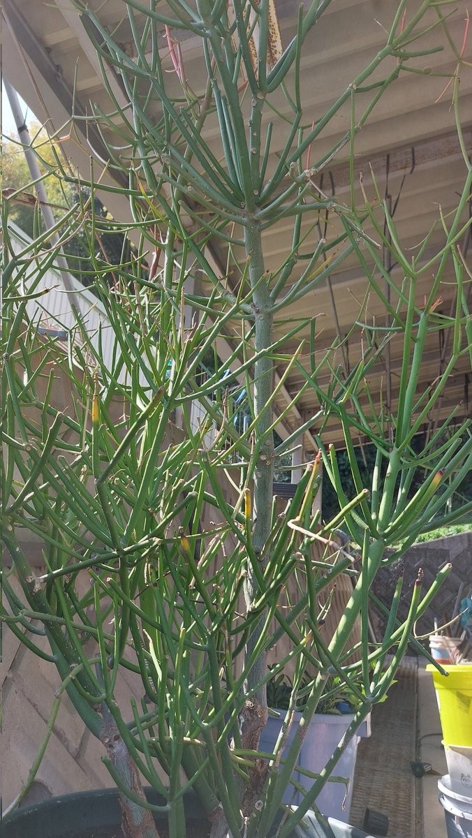 剪定したほうが良いんだろうけど汁がめちゃくちゃ出てきてやだ
挿し木の準備ができたらそのとき切るか 