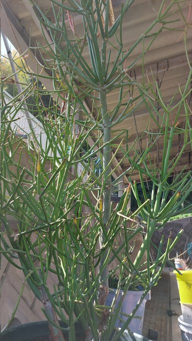 剪定したほうが良いんだろうけど汁がめちゃくちゃ出てきてやだ
挿し木の準備ができたらそのとき切るか 