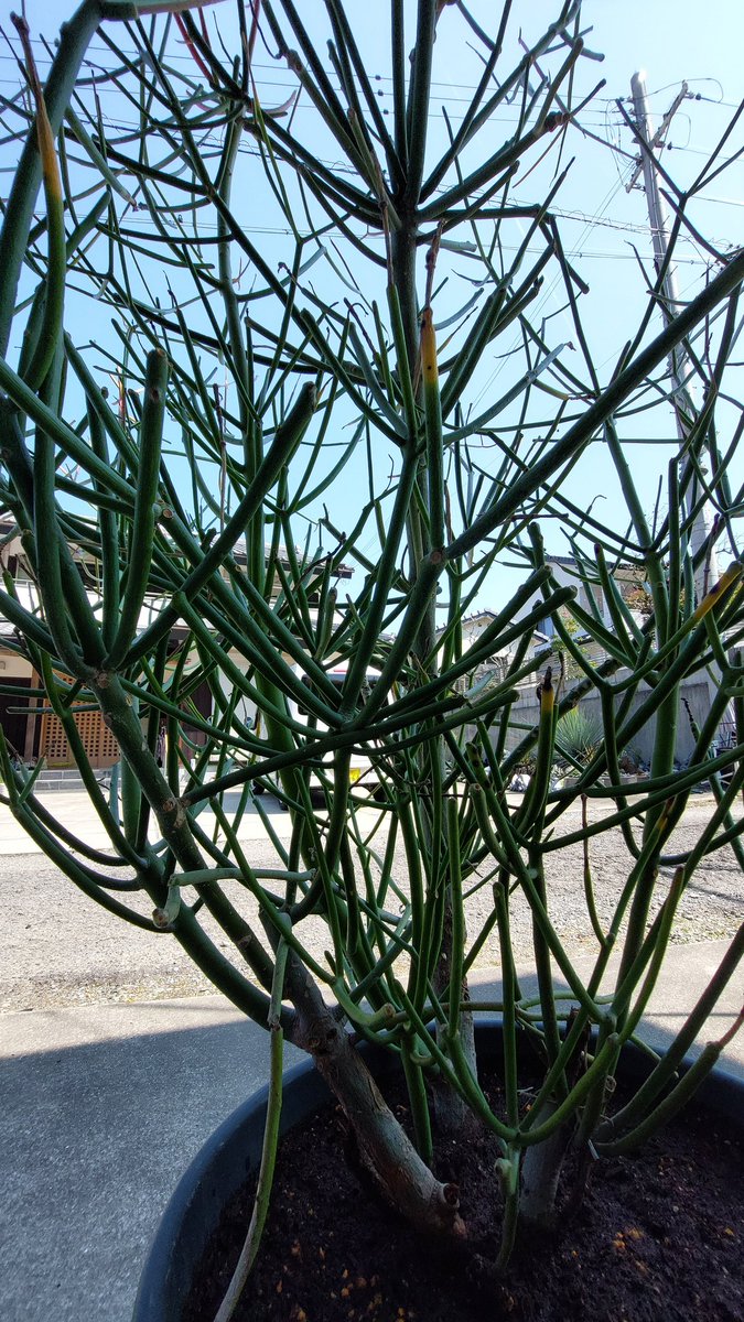 剪定したほうが良いんだろうけど汁がめちゃくちゃ出てきてやだ
挿し木の準備ができたらそのとき切るか 