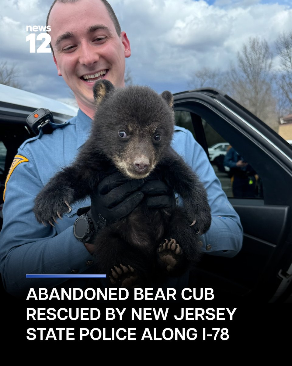 News12NJ's tweet photo. CUB RESCUED: A bear cub found alone in a roadside ditch along Interstate 78 in Union Township was rescued by New Jersey State Police troopers, authorities said.
#News12 #NewJersey #BearCub #NJStatePolice #Rescue
https://t.co/zzzUf7XRA3 https://t.co/I8ANH84vBx