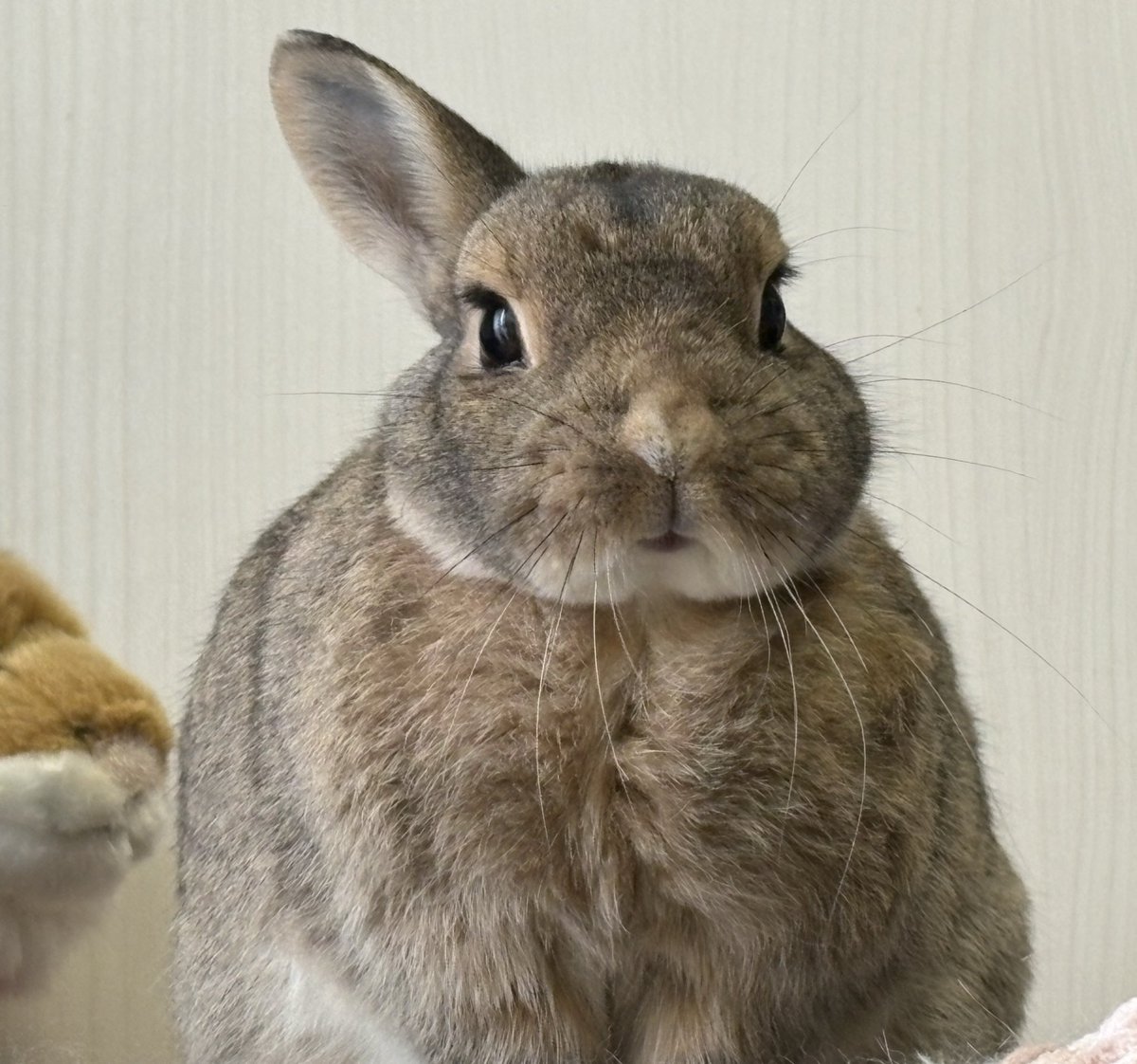 うさぎのちゃっぴー tweet media