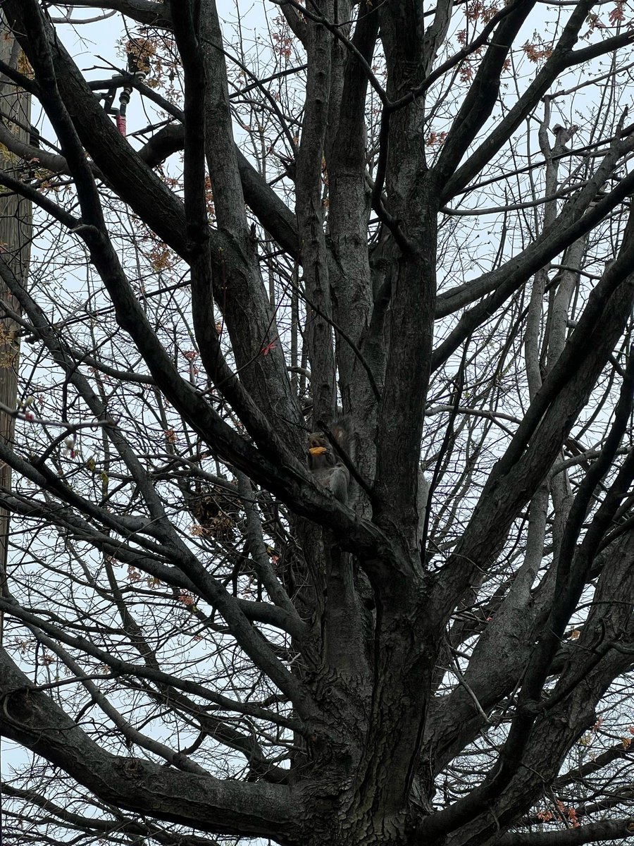 TobinDeanna's tweet photo. Squirrel eating a chicken nugget in Tysons https://t.co/eWQsKccHSM