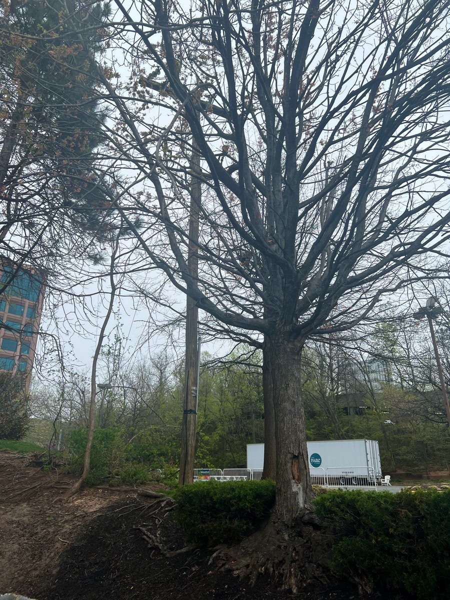TobinDeanna's tweet photo. Squirrel eating a chicken nugget in Tysons https://t.co/eWQsKccHSM