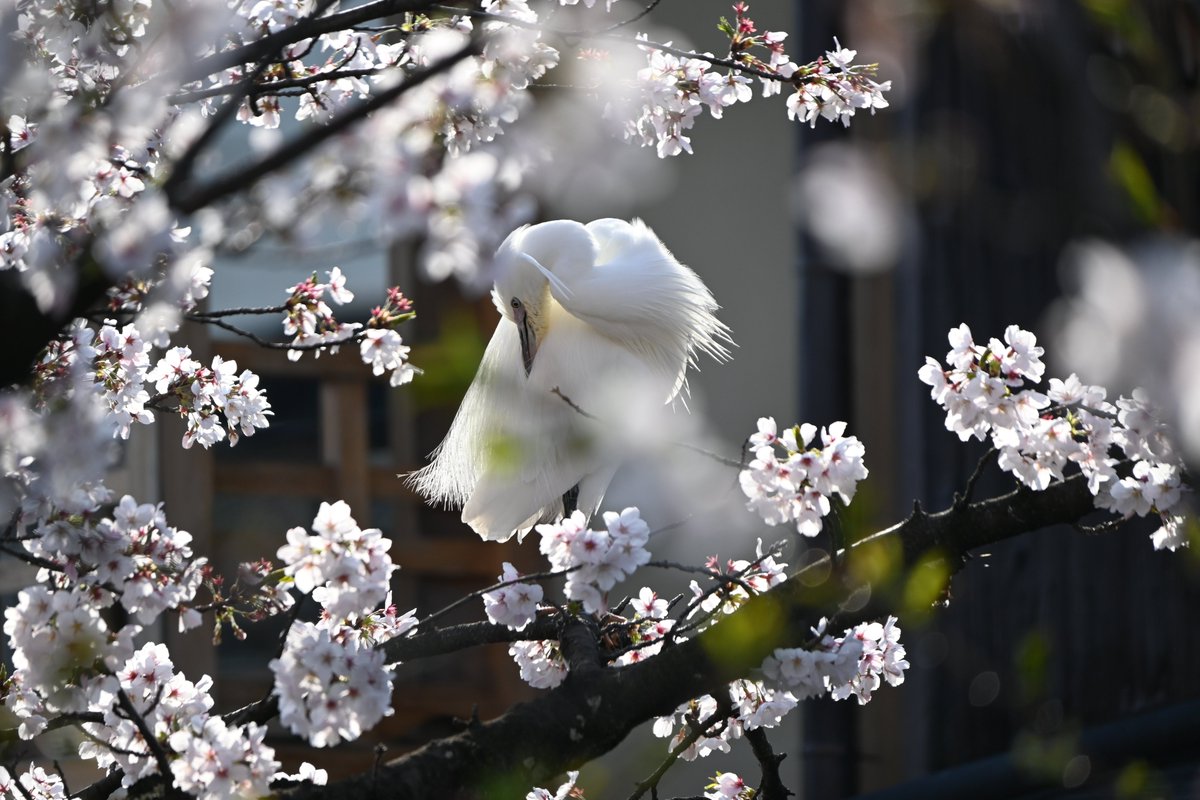 MKタクシー🚕 tweet media