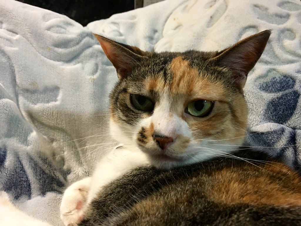 valuer5460's tweet image. 事務員さんが、「今日は早起きして頑張ったから寝ます」って言って、飯食って寝た。