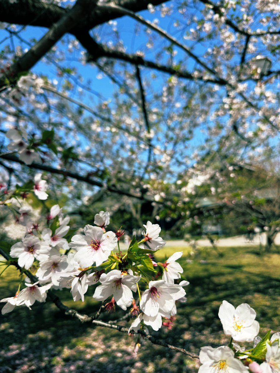 是櫻花欸😍 https://t.co/j2ItdLqqb6