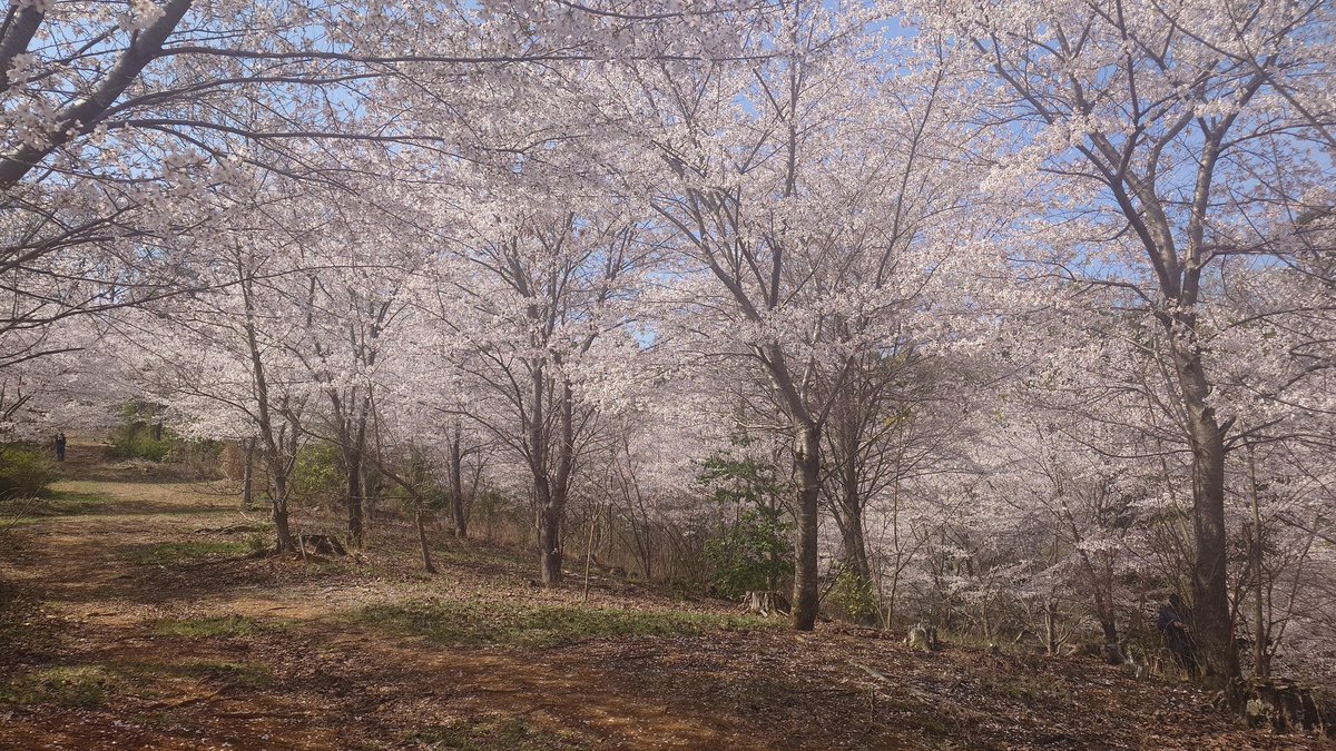 kuroda_ala's tweet photo. 京都の桜🌸@妙満寺

めちゃくちゃオススメ！ 
裏山のサクラ山が最高です！
4/5までらしいです。

#そうだ京都へいこう https://t.co/eNiZ0PYSmj