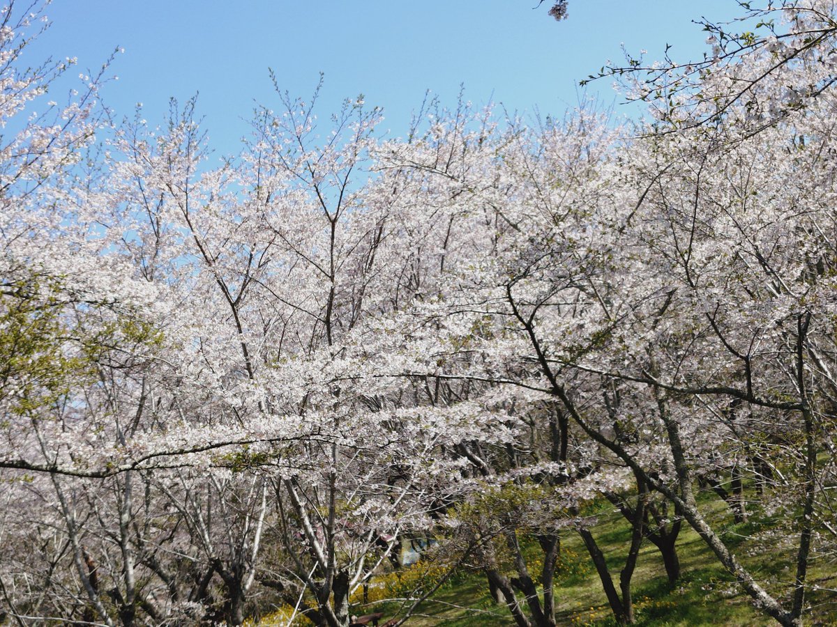 タスク tweet media