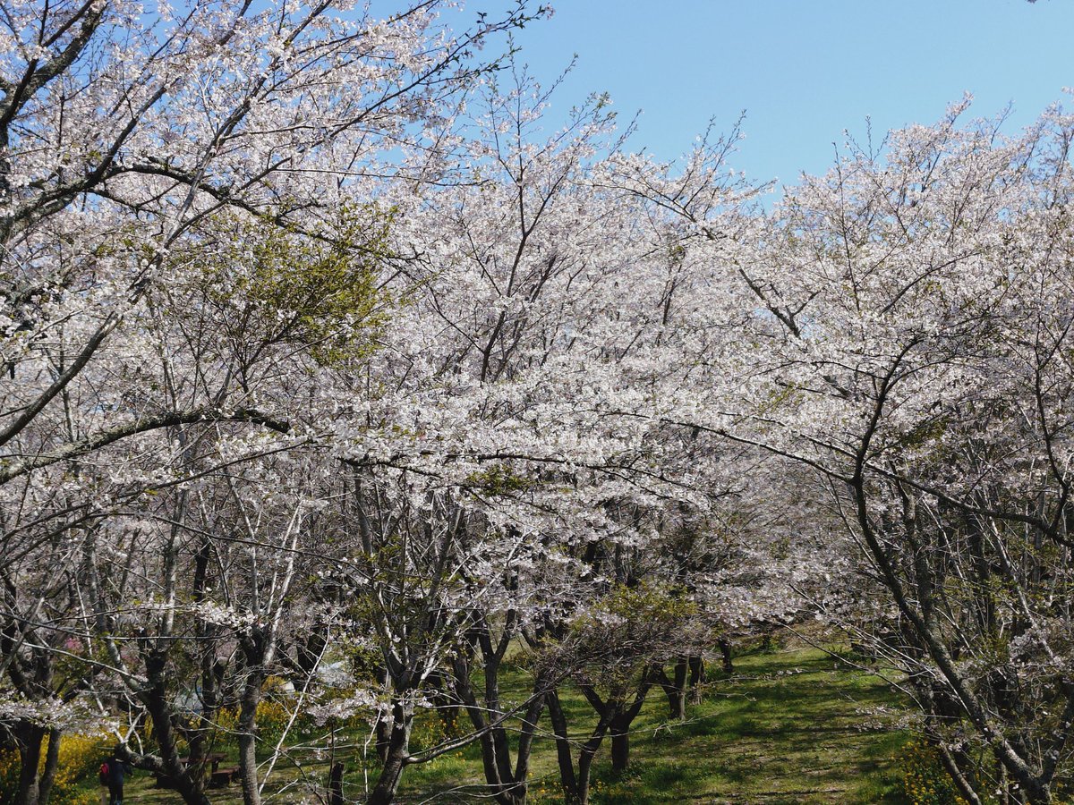 タスク tweet media