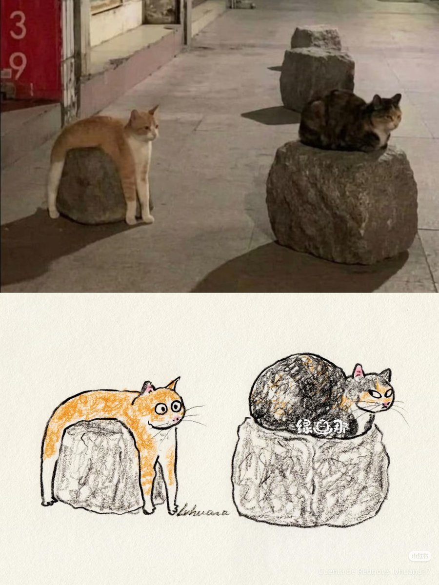 Cat Lovers 🐈 tweet media