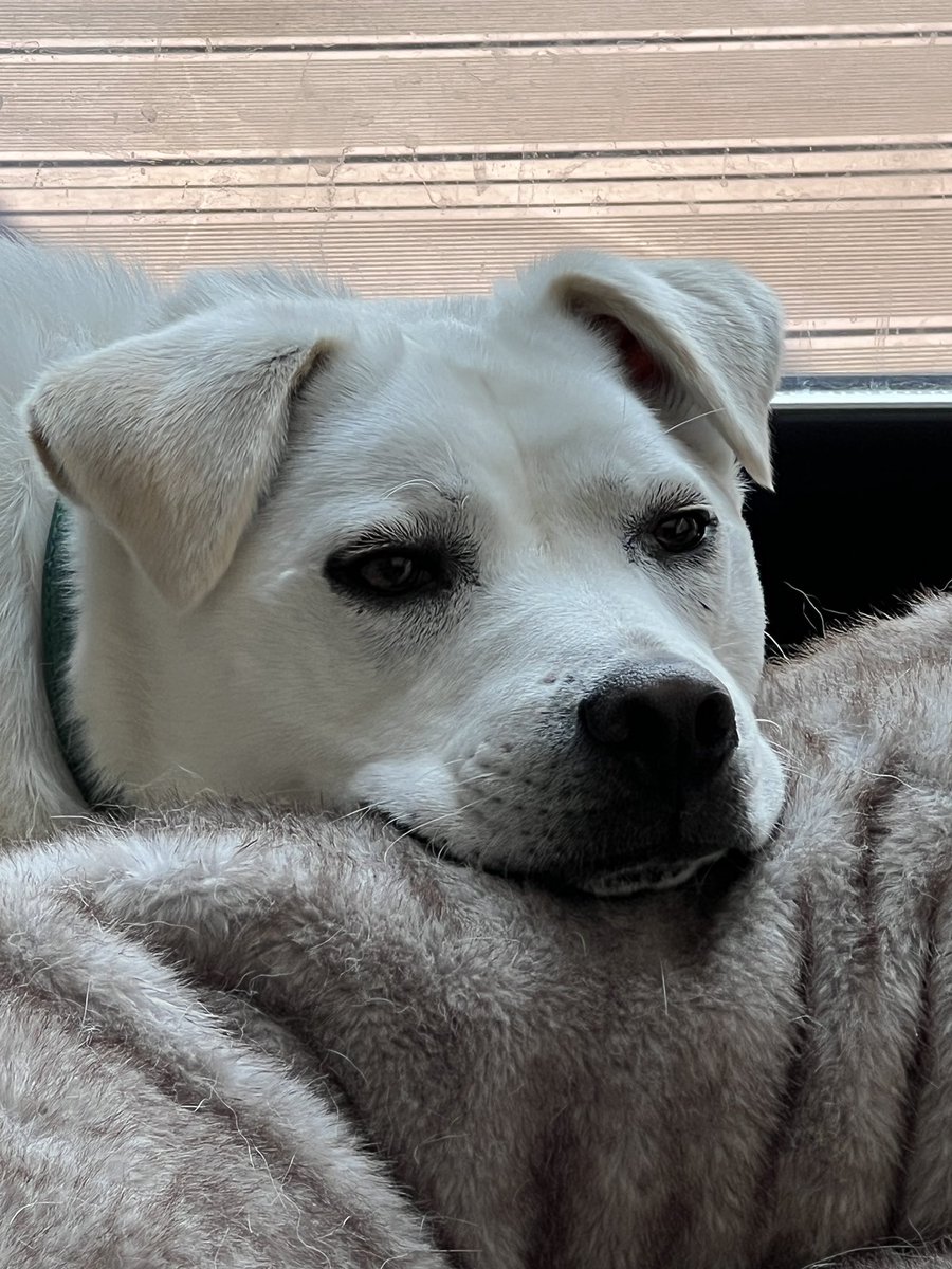 🫧りあん🫧 tweet media