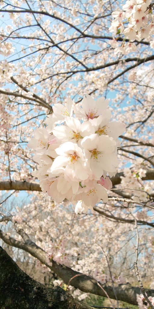 ｷﾂﾈ。𓆩 ♱ 𓆪 tweet media