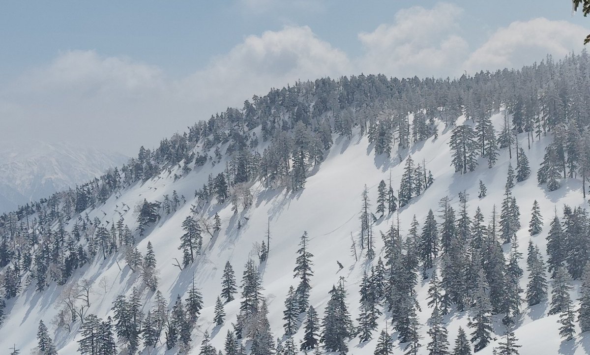 オオカワ tweet media