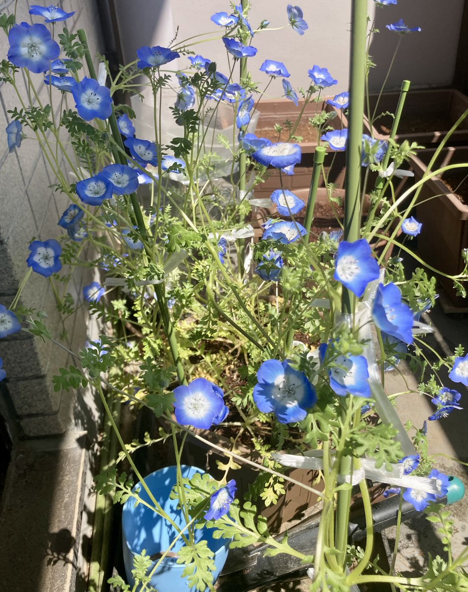 さるぴぃ tweet media