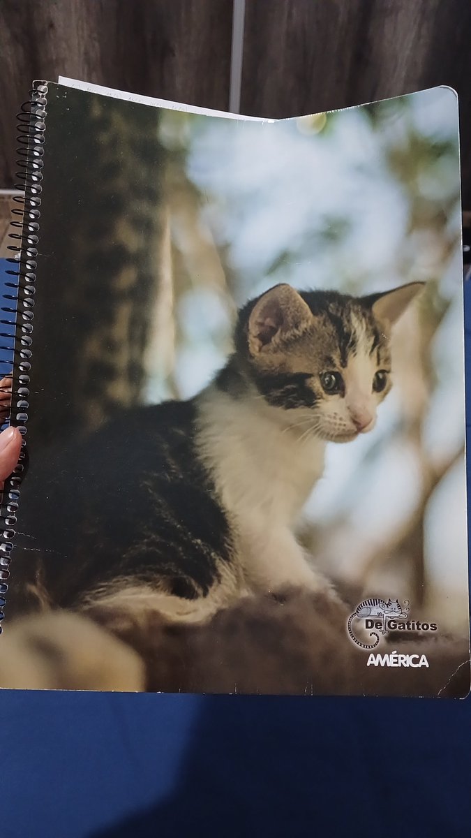 LuzLaura98's tweet photo. @thisiscamtrylng Este es el mío! Lo compré en una feria que juntaba varias fundaciones de gatitos🤗 https://t.co/070iByImhI