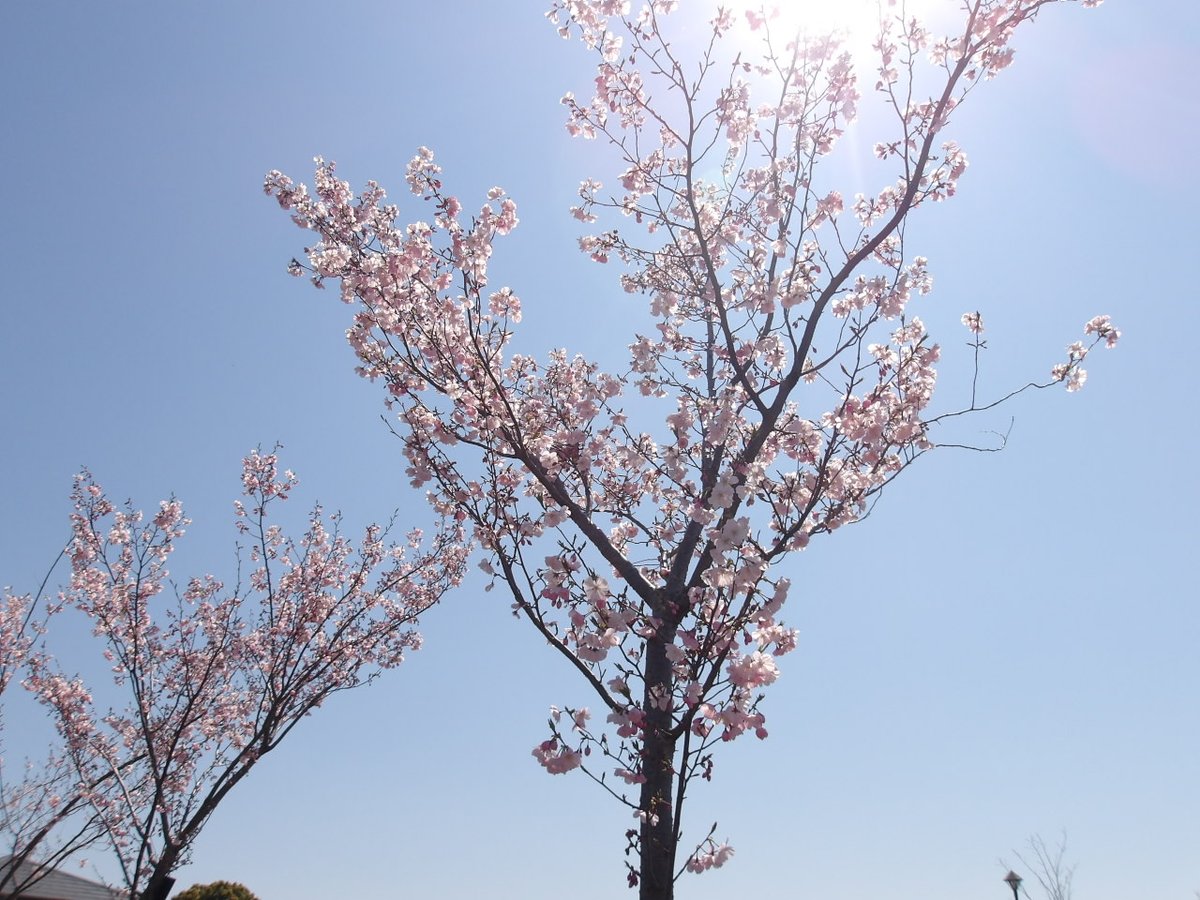 ParksNerima's tweet photo. 久しぶりの晴天となりました🌞園内では #アーコレード
（サクラの園芸種）が満開となっています。週末のお天気は下り坂ですが、雨上がりにみなさまの来園をお待ちしております。 https://t.co/2RObKQrwHi