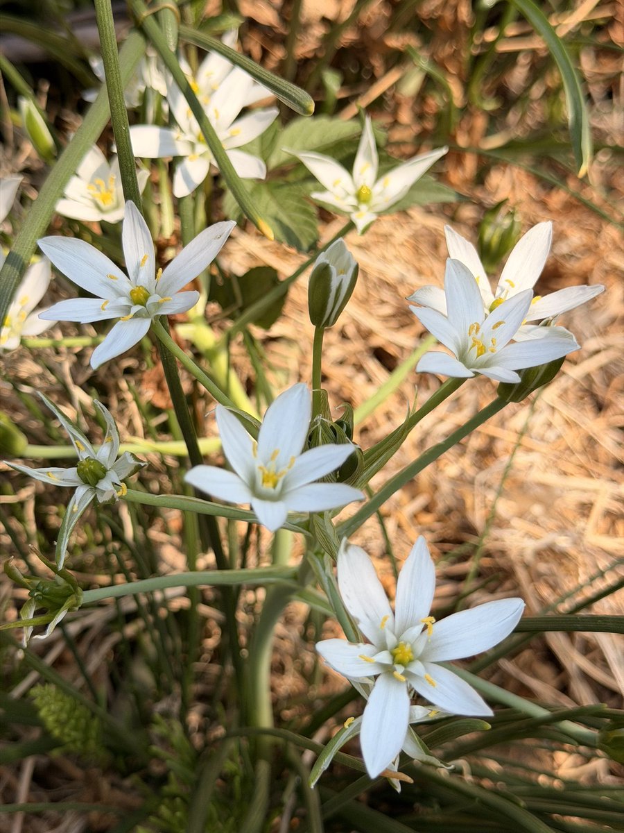 うしさん tweet media