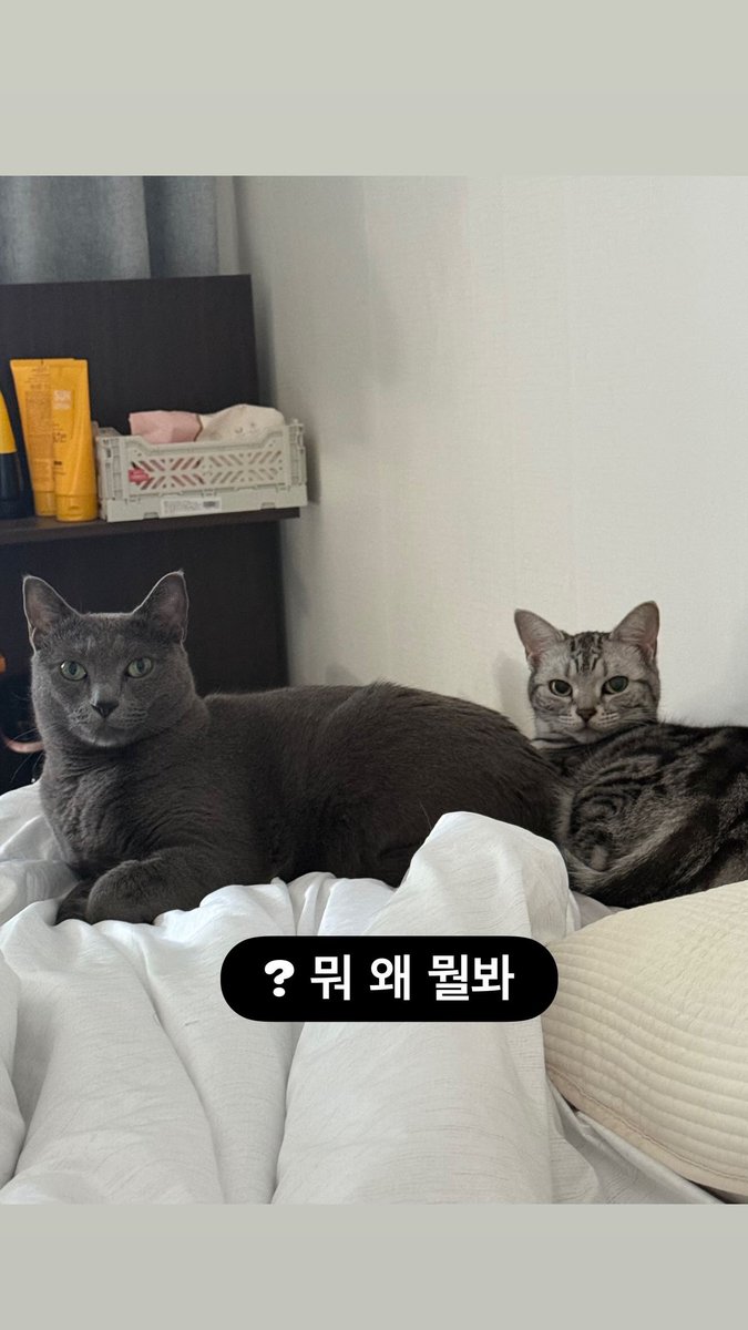 쓰니아카이브… tweet media