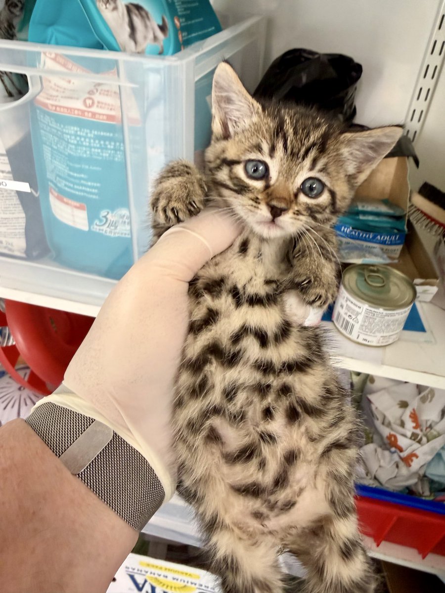 Felix Ginger Boy 🧡🧡🧡 tweet media