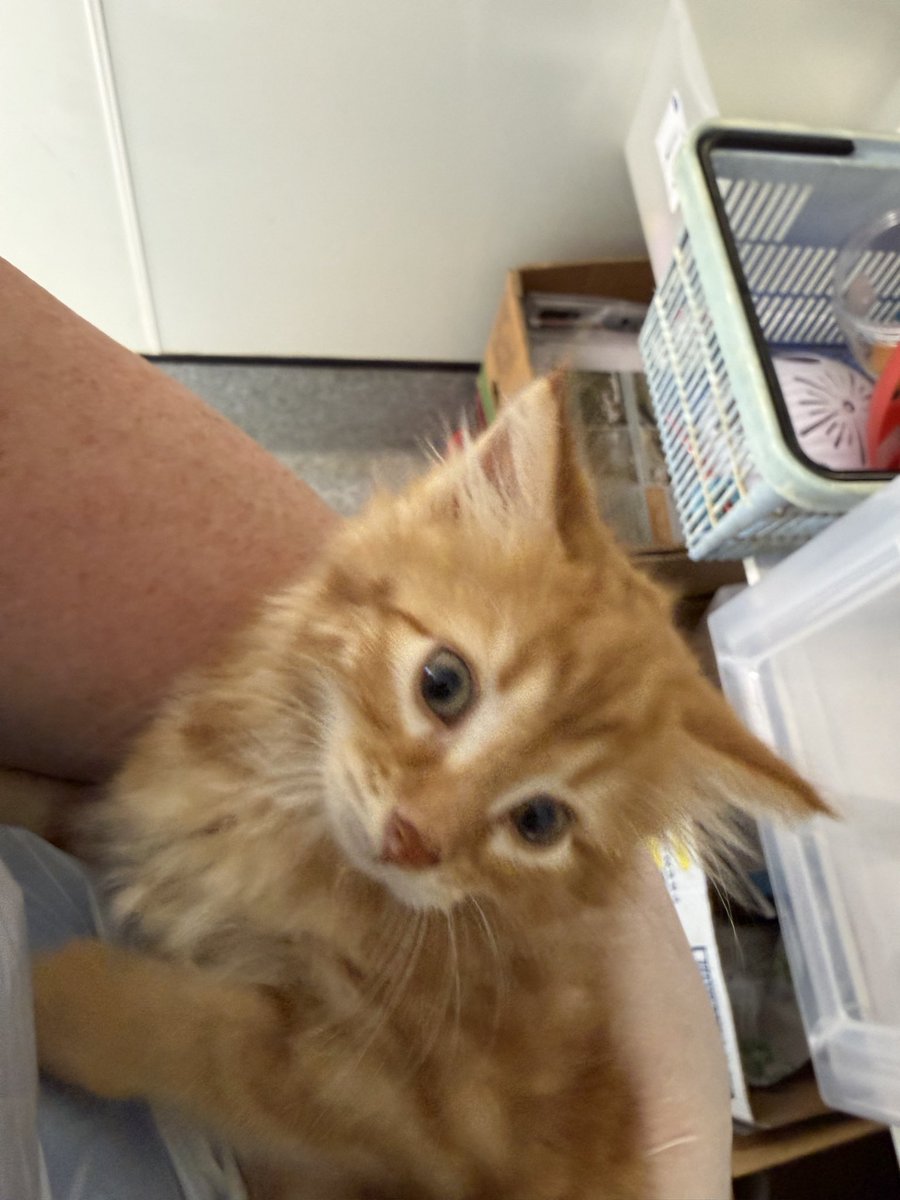 Felix Ginger Boy 🧡🧡🧡 tweet media
