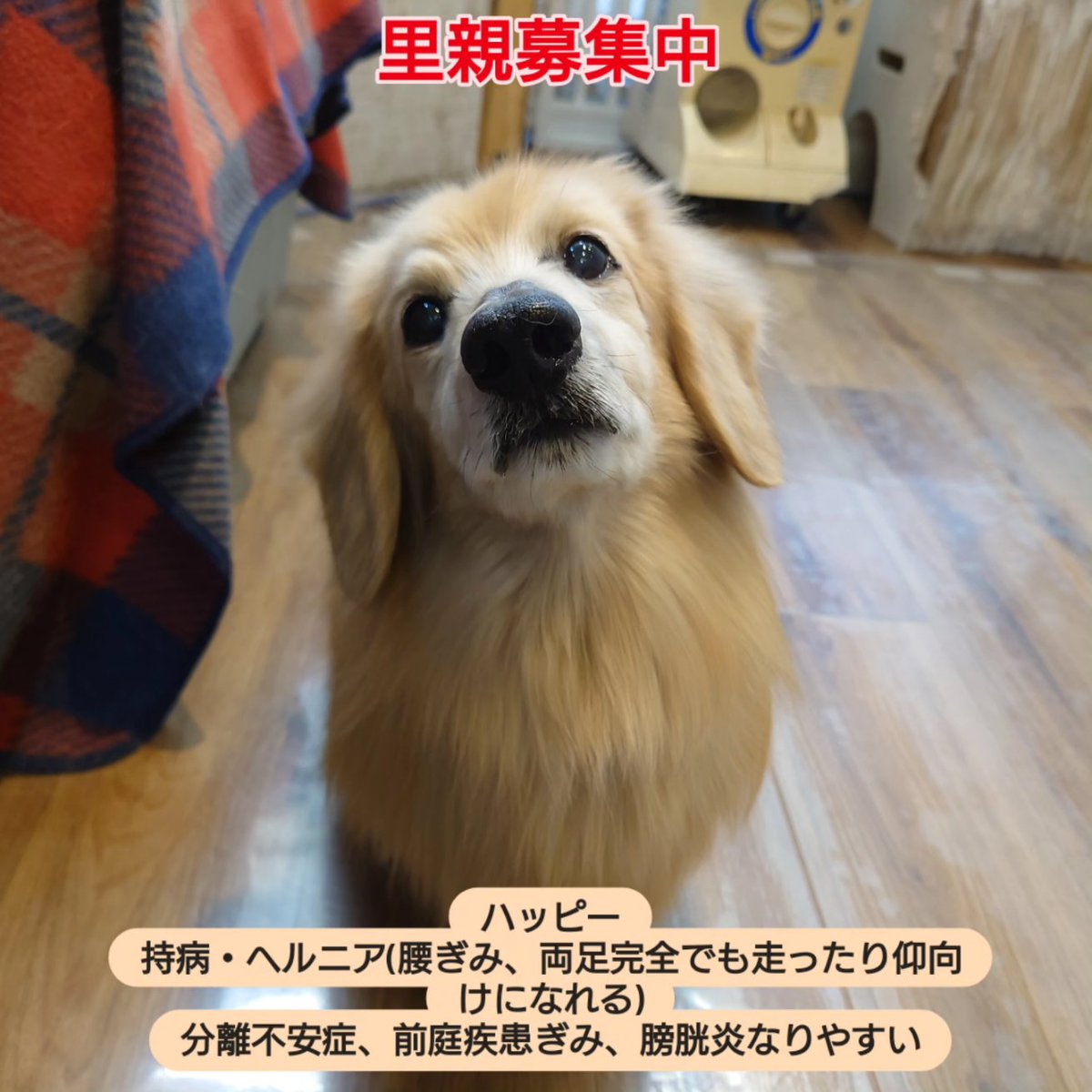 温もりカフェ🐾保護犬里親募集中 tweet media