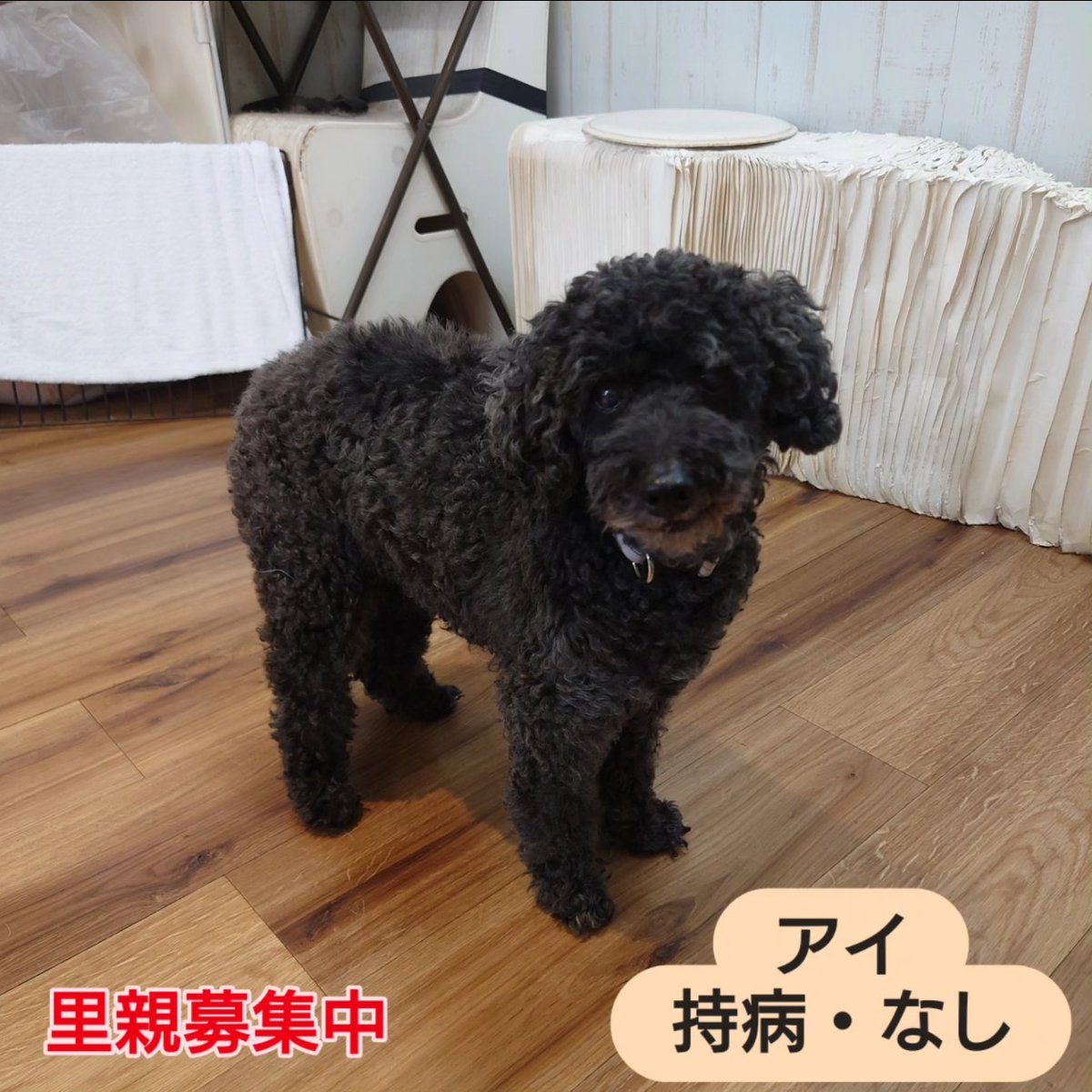 温もりカフェ🐾保護犬里親募集中 tweet media