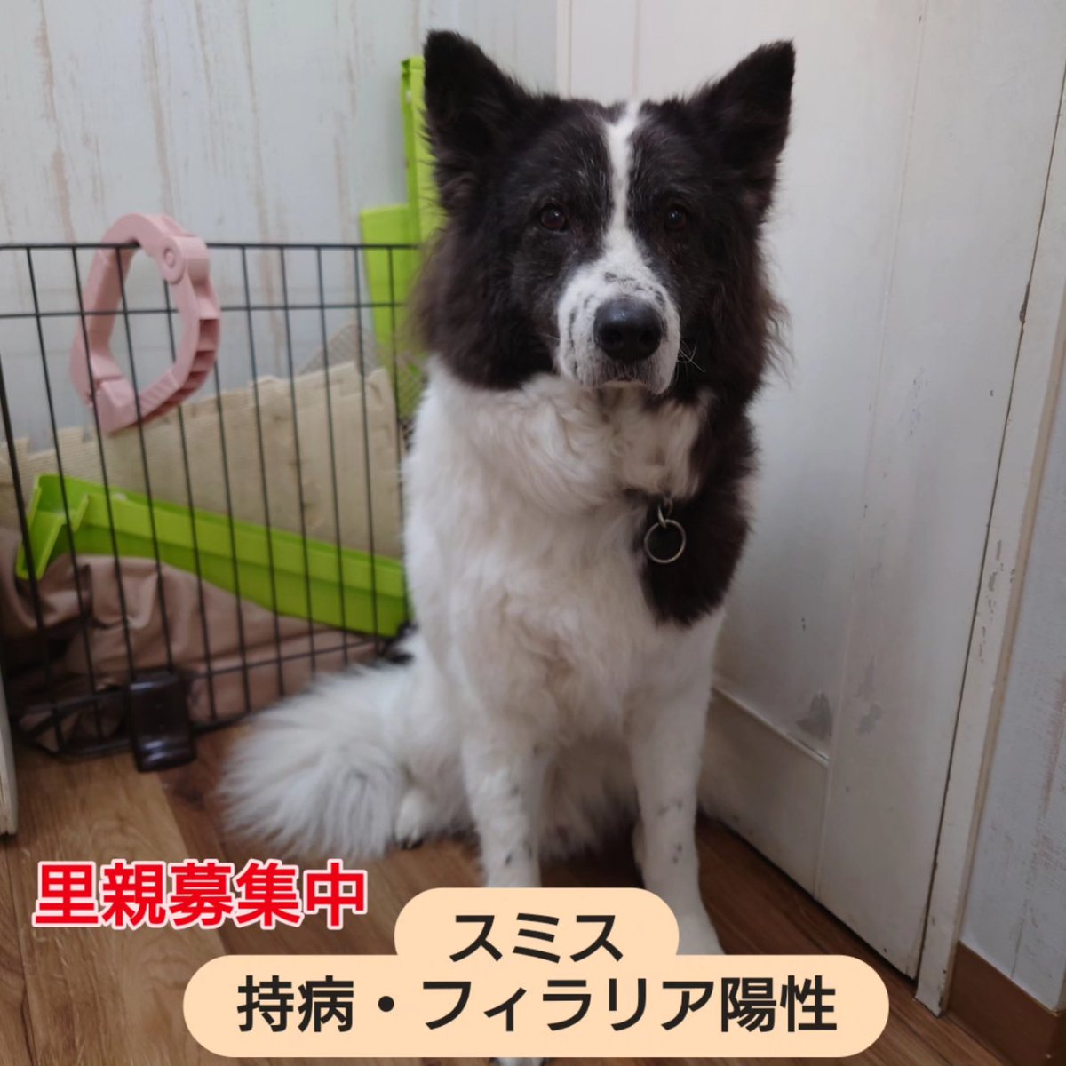 温もりカフェ🐾保護犬里親募集中 tweet media