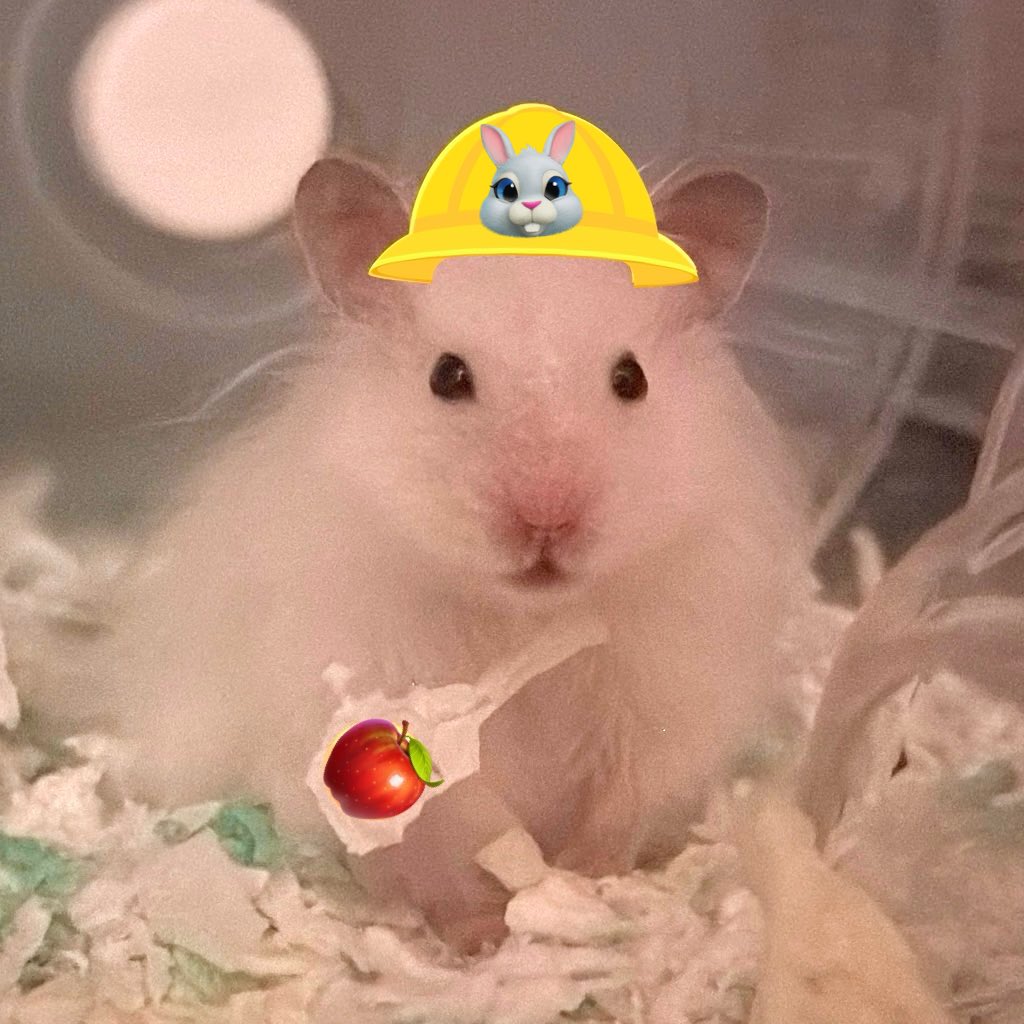 ぴい助ꕤ︎︎ ぽむ助ꕤ︎︎ tweet media