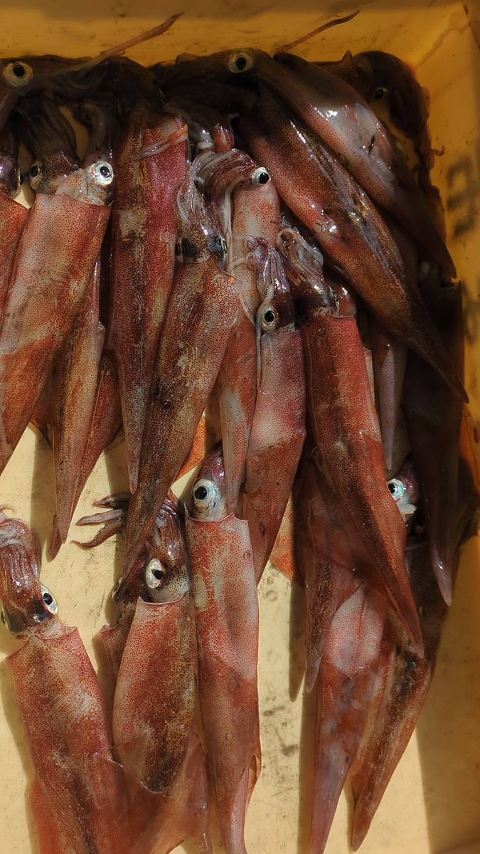 えびよね（蛯米水産加工）塩辛🦑🖤富山 tweet media