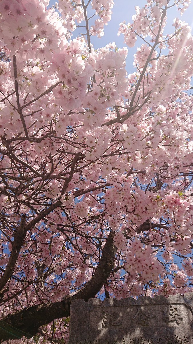 ふぶろんzzz tweet media