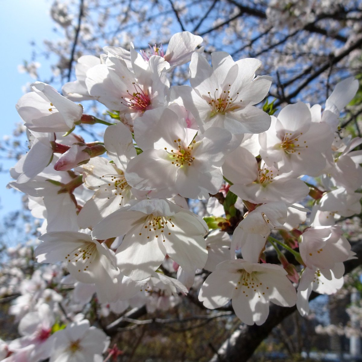 集まれ！隅田川 tweet media