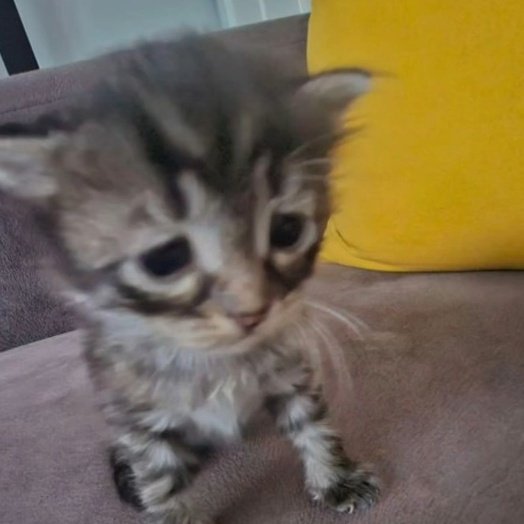 RechelArt tweet media