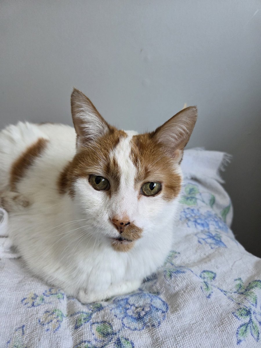 Brenda 🇨🇦 tweet media