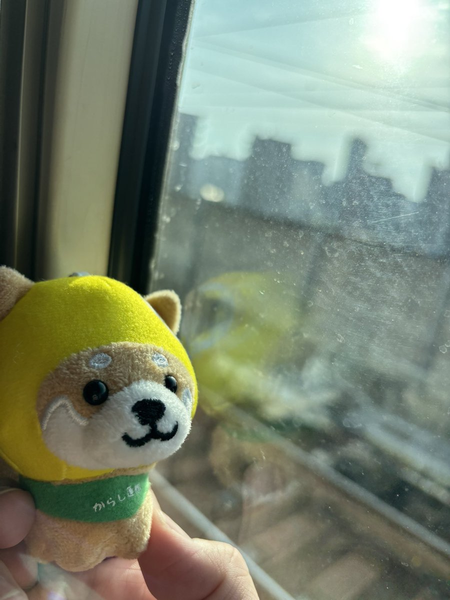 ひまわり tweet media